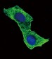 Beta-Actin  Antibody
